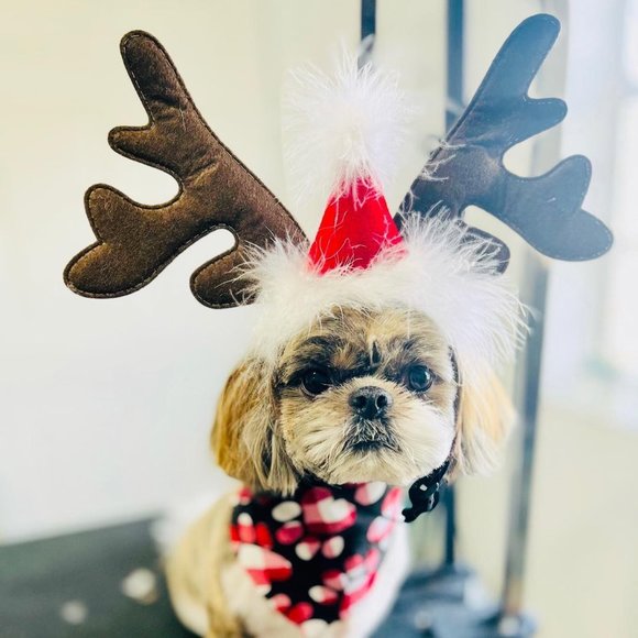 Meet your Posher, Dayanna - Picture 1 of 1